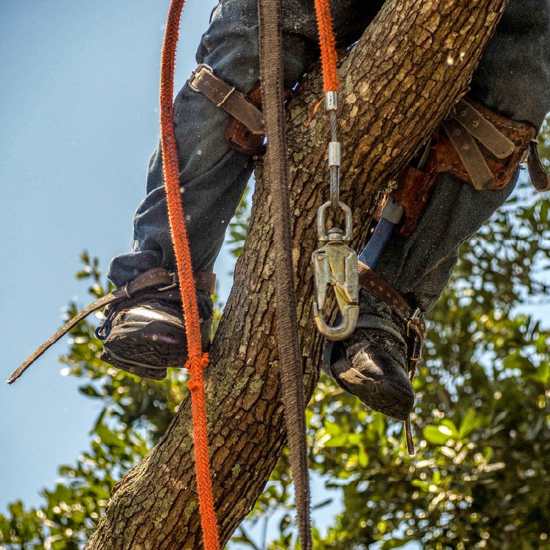1Mesa de trabajo 2-80